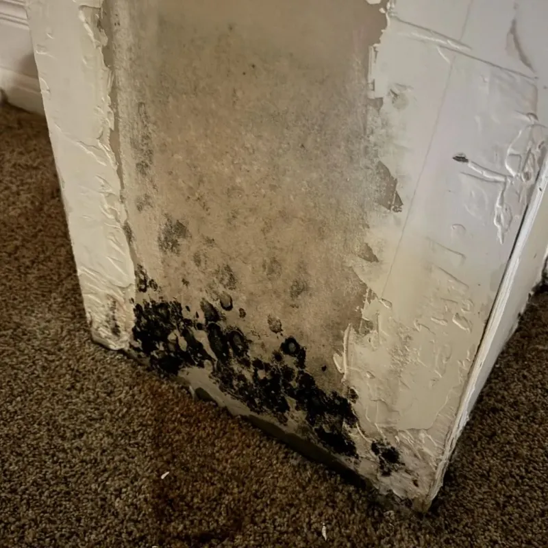 Professional Mold Removal in Durand, IL